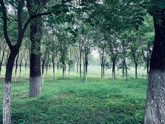 -东郊湿地公园
