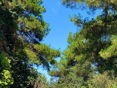 -铁山坪森林公园