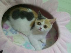 -喵的天空名猫咖啡馆·撸猫·猫舍·用品