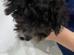 -佳雯宠物医院(金华南路分院)