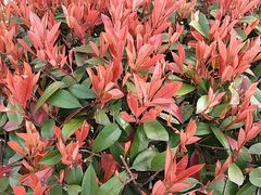 -杭州湾海上花田景区