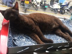 -喵屿·大理花园猫咖