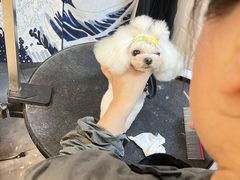 -宠物梦想家(日月豪庭店)