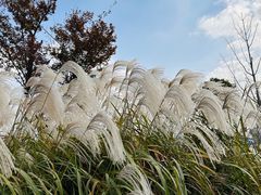 -上海山野camping·户外天幕烧烤·团建拓展营地