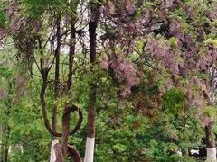 -花溪公园
