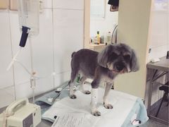 -美联众合动物医院·24h京西诊疗中心