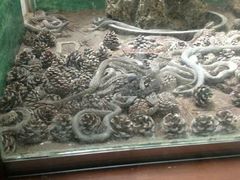 android_upload_pic-石家庄市动物园