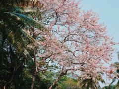 -中国科学院西双版纳热带植物园