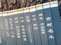 -苏州文庙(姑苏区)
