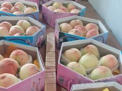 -南汇水蜜桃采摘(大团店)