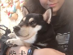 -柴犬高等学院·狗咖·柴犬售卖·宠物训练