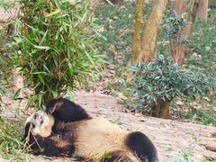 -成都大熊猫繁育研究基地