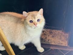 -猫色咖啡·猫咖