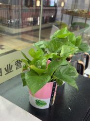 -镁连社·美联社
