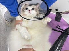 -贝康宠物医院·犬猫全科·小动物特色诊疗中心(东环路店)