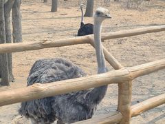 -大连森林动物园