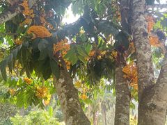 -中国科学院西双版纳热带植物园