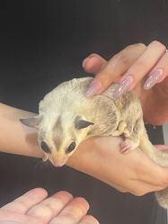 -Moni星球萌宠·小马宝莉·灵蛇·高端高阶全萌宠互动体验俱乐部(红豆国际广场店)