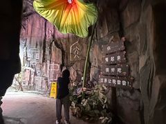 -正佳雨林生态植物园