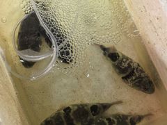 -观桥阁(锦溪店)