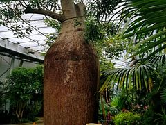 -北京植物园-展览温室