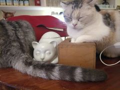 -猫色咖啡·猫咖