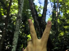 -西双版纳原始森林公园