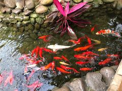 -呀路古热带植物园