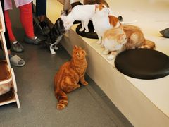 -飞行喵MR PILOT|猫舍·猫咖(静安大融城店)