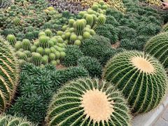 -深圳仙湖植物园