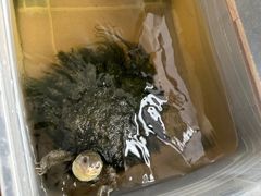-灵龟之家百象馆(百象馆联合旗舰店)
