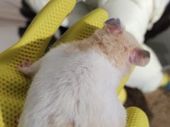 -怪兽屋·羊驼·猫咖·狗咖(俊华广场店)