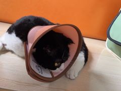 -乐派堂宠物医院·猫友好· 心脏科(东街店)