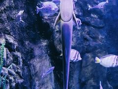 -太平洋海底世界