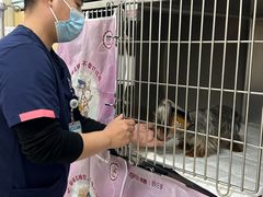 -美联众合动物医院·24h京西诊疗中心