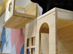 -滚猫咖啡·猫咖·猫友好撸猫(未来城店)