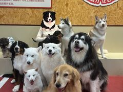 -和它·交个朋友·狗咖猫咖(爱琴海店)