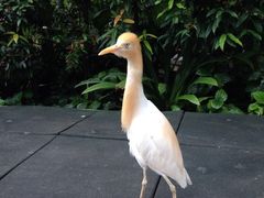 iphone_upload_pic-吉隆坡雀鸟公园