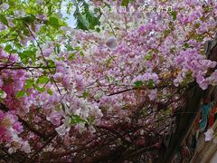 -深圳国际园林花卉博览园