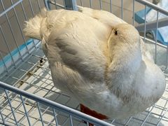 -怪兽屋·羊驼·猫咖·狗咖(俊华广场店)