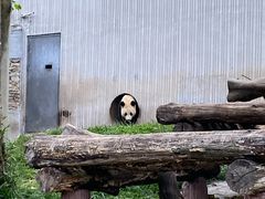 -卧龙中华大熊猫苑神树坪基地