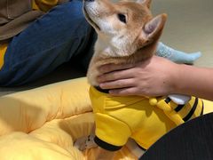 -逗柴咖啡屋·狗咖猫咖宠物桌游