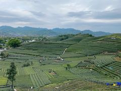 -龙坞茶村