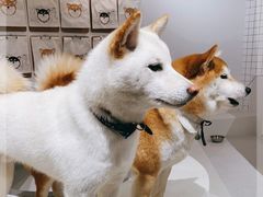 -柴务处·柴犬主题狗咖