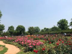 -武汉紫薇都市田园