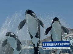 -石家庄极地海洋世界