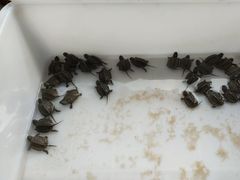 -灵龟之家百象馆(百象馆联合旗舰店)
