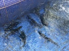 -北京龙庆四季香农家饭庄·灶台鱼·碳烤虹鳟鱼(龙庆峡店)