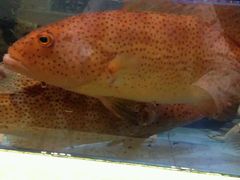 -宜宾海鲜酒家·三十年老字号