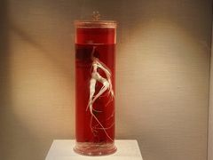 -广东中医药博物馆